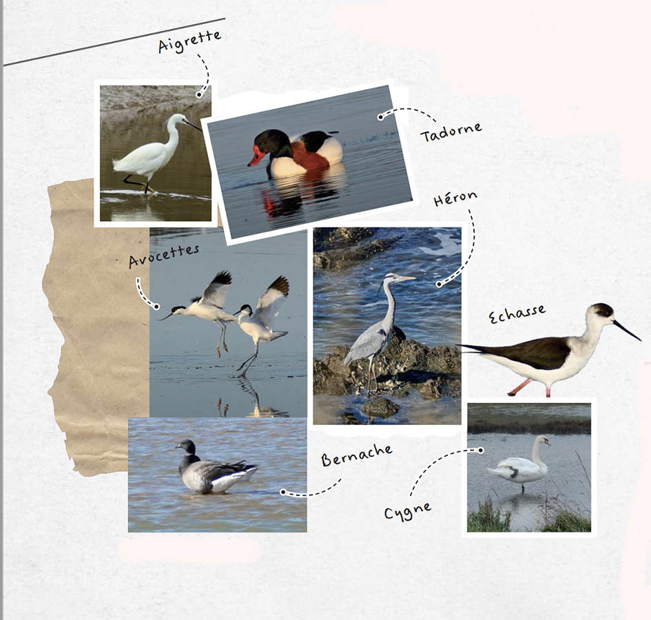 Carnet de bord de la faune de l'estuaire du Payré : aigrette, tadorne, avocettes, héron; echasse; bernache, cygne...