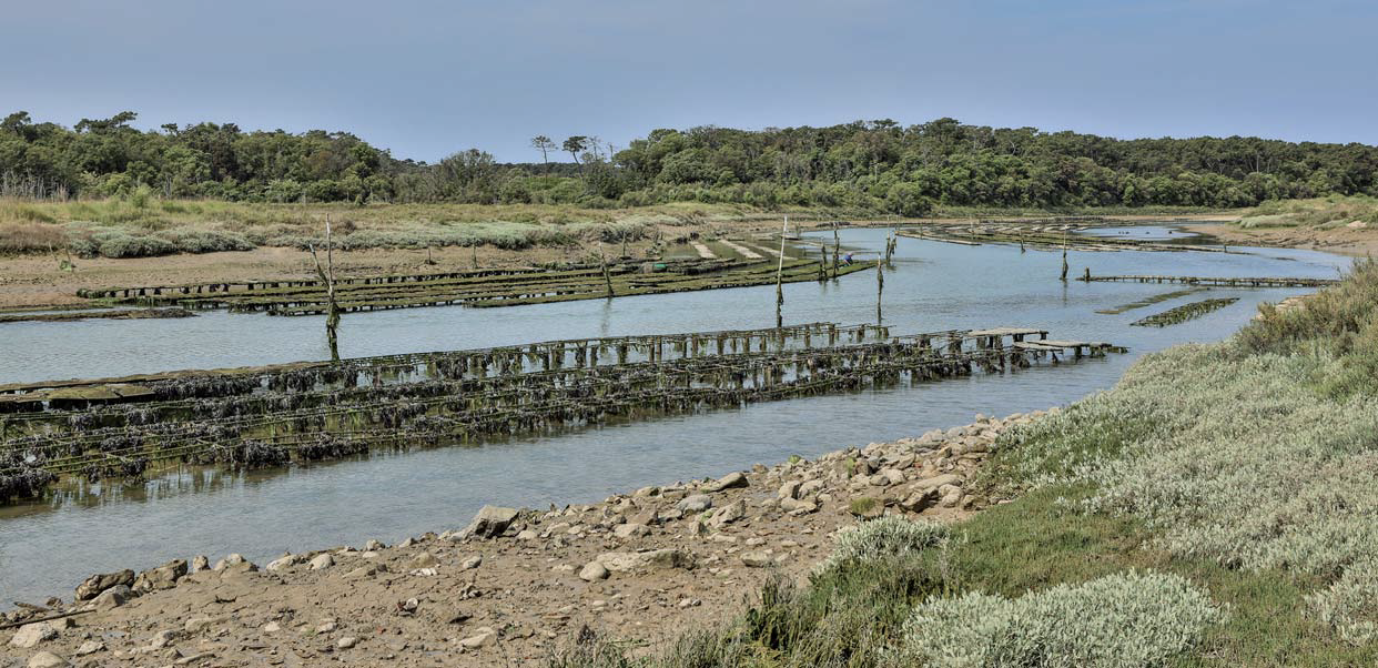 Activité ostréicole de l'estuaire du Payré