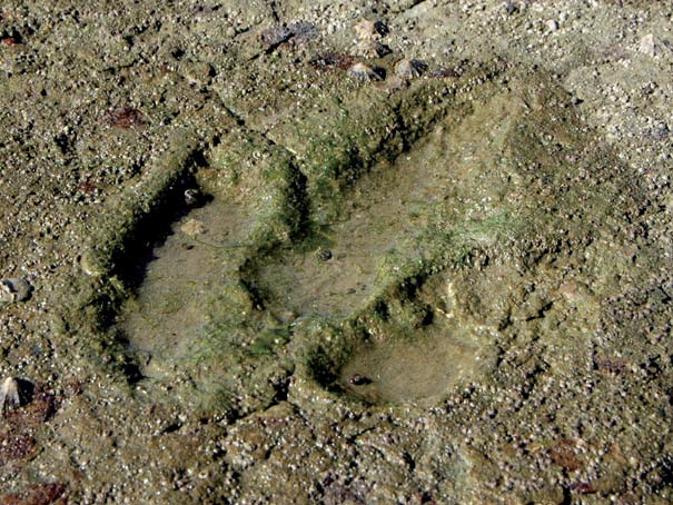 Empreinte de dinosaure laissé par le temps à l'estuaire du Payré