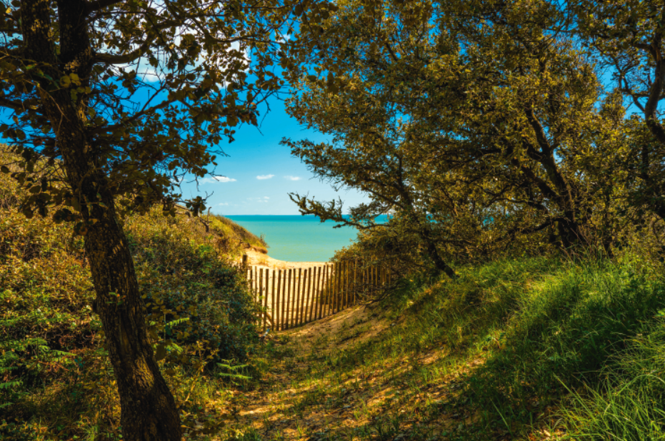 Un chemin de sable bordé d'arbres et de verdure mène à une clôture en bois et à une vue sur la mer bleue calme sous un ciel clair et ensoleillé - une scène invitante qui rappelle Les nocturnes du Château de Talmont. - Édition Offset 5 (Partenaire de votre communication locale en Vendée)