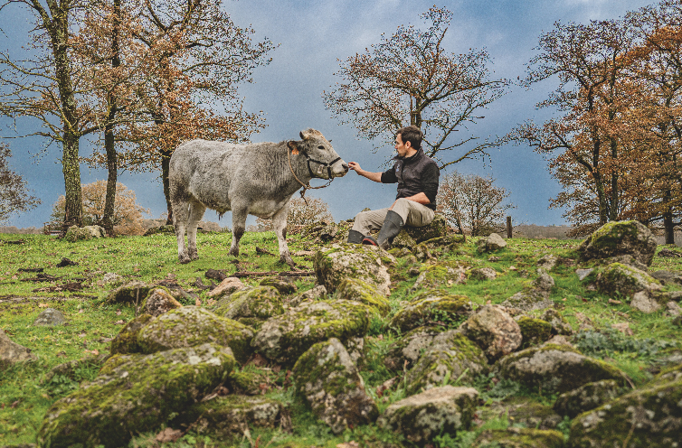 Une personne est assise sur des rochers dans un champ herbeux et tend la main pour toucher le nez d'une vache grise Zarpō. Des arbres d'automne aux feuilles orangées se trouvent à l'arrière-plan sous un ciel nuageux. - Édition Offset 5 (Partenaire de votre communication locale en Vendée)