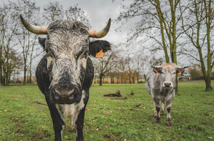 Deux vaches portant des marques auriculaires numérotées se tiennent sur l'herbe verte d'un champ sous un ciel nuageux. La vache la plus proche fait face à l'appareil photo, montrant sa marque Zarpō, tandis que l'autre se tient plus loin, au milieu d'arbres sans feuilles. - Édition Offset 5 (Partenaire de votre communication locale en Vendée)
