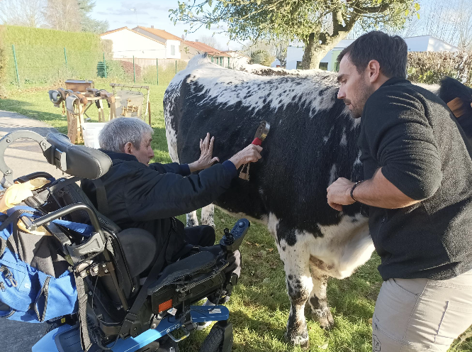 Un homme en fauteuil roulant, assisté d'un autre homme, brosse une vache en noir et blanc en plein air dans l'esprit de Zarpō. La scène ensoleillée se déroule près de maisons et d'arbres, capturant un moment de connexion et d'attention. - Édition Offset 5 (Partenaire de votre communication locale en Vendée)