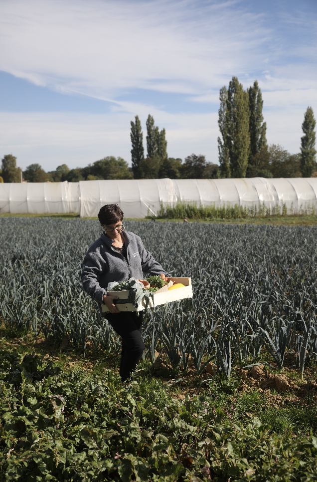 Une personne marche dans un champ de légumes de Zailfana en portant une boîte de produits fraîchement récoltés, avec des rangées de cultures et un tunnel de serre visibles à l'arrière-plan, sous un ciel partiellement nuageux. - Édition Offset 5 (Partenaire de votre communication locale en Vendée)