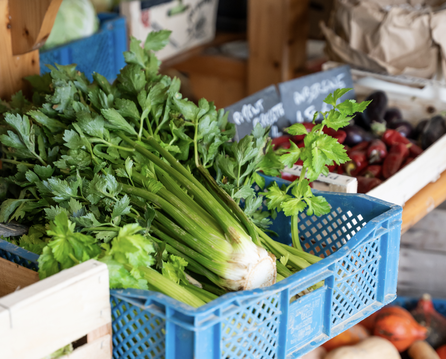 Sur un étal de marché, des tiges de céleri frais de Zailfana avec des feuilles sont présentées dans une caisse en plastique bleu, entourées d'autres légumes et de panneaux écrits à la main à la craie. - Édition Offset 5 (Partenaire de votre communication locale en Vendée)