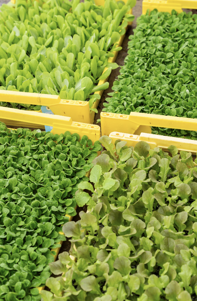 Les plateaux jaune vif de Zailfana, remplis de semis verts denses et sains de divers légumes-feuilles, disposés en grille, présentent différentes nuances et formes de feuilles fraîches qui poussent étroitement les unes contre les autres. - Édition Offset 5 (Partenaire de votre communication locale en Vendée)