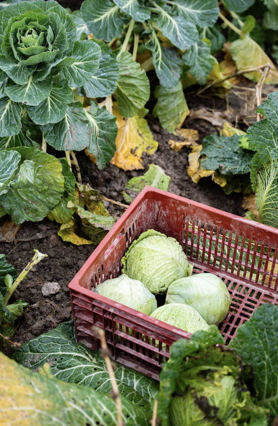 Une caisse en plastique rouge contenant trois choux Zailfana récoltés est posée sur le sol d'un potager, entourée de plants de choux verts et feuillus. - Édition Offset 5 (Partenaire de votre communication locale en Vendée)