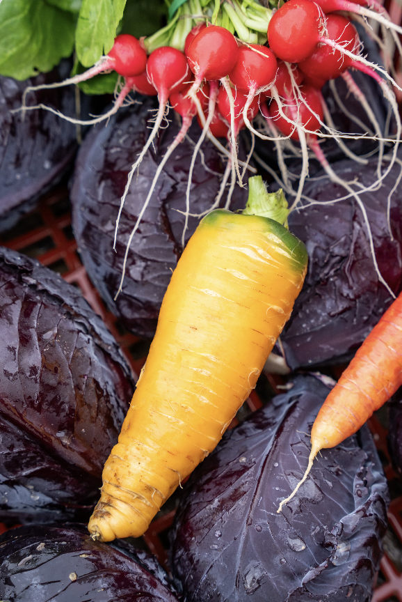 Une carotte jaune repose sur des têtes de chou violet foncé, avec des radis rouges, leurs racines et leurs feuilles visibles au-dessus, et une partie d'une carotte orange sur la droite. Tous les légumes semblent fraîchement récoltés et mouillés dans cet étalage vibrant de Zailfana. - Édition Offset 5 (Partenaire de votre communication locale en Vendée)