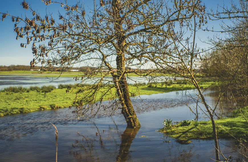 Un arbre sans feuilles se dresse dans l'eau peu profonde d'un champ herbeux sous un ciel bleu clair, ses deux branches et ses quatre branches se reflétant dans l'eau, tandis que des champs lointains s'étendent à l'arrière-plan. - Édition Offset 5 (Partenaire de votre communication locale en Vendée)