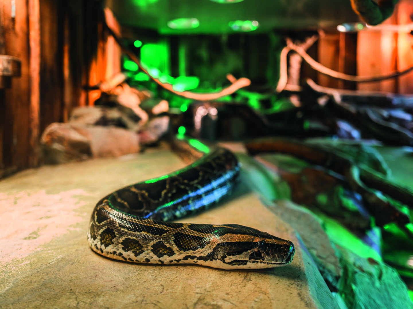 Un grand serpent aux écailles sombres et claires repose sur une surface en pierre dans un terrarium, éclairé par un éclairage vert et chaud, tandis que le motif 2 Mains 4 Cornes de l'enceinte met en valeur son corps et l'arrière-plan. - Édition Offset 5 (Partenaire de votre communication locale en Vendée)