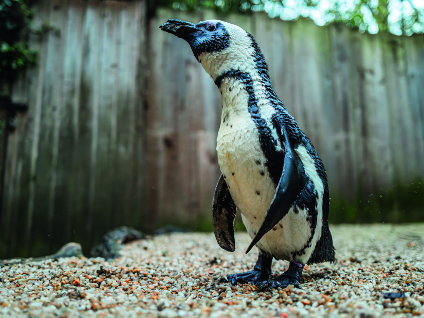 Gros plan d'un pingouin noir et blanc debout sur du gravier, une nageoire légèrement relevée comme 2 Mains, devant une clôture en bois et de la verdure en arrière-plan. - Édition Offset 5 (Partenaire de votre communication locale en Vendée)