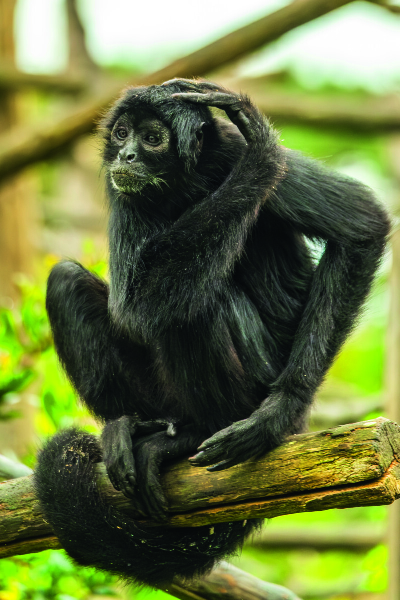 Un singe araignée noir avec deux mains est assis sur une branche d'arbre, tenant une main sur sa tête et regardant au loin, sur un fond flou vert et marron. - Édition Offset 5 (Partenaire de votre communication locale en Vendée)