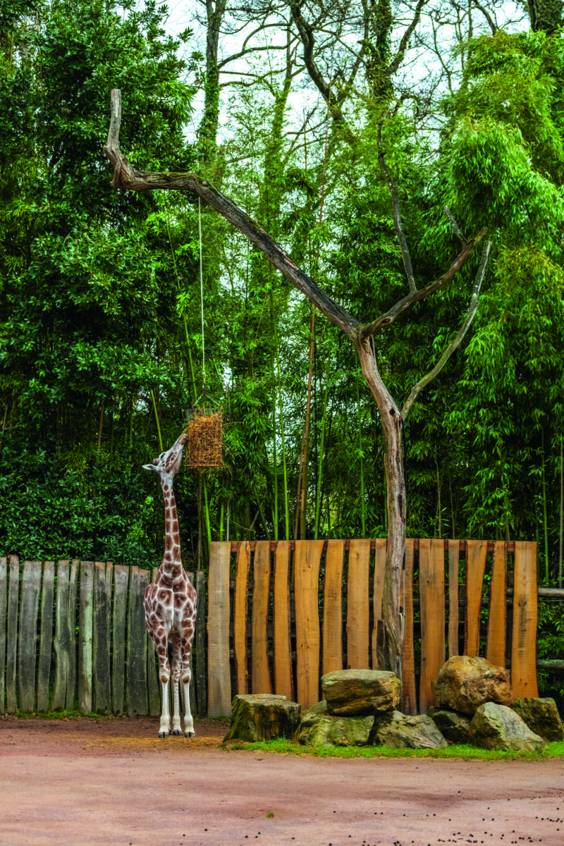 Une girafe se tient debout sur un sol en terre battue, tendant le cou pour manger dans une mangeoire suspendue à une branche d'arbre haute et sans feuilles. Sa silhouette 2 mains 4 cornes contraste avec les clôtures en bois, les rochers et la verdure dense à l'arrière-plan. - Édition Offset 5 (Partenaire de votre communication locale en Vendée)
