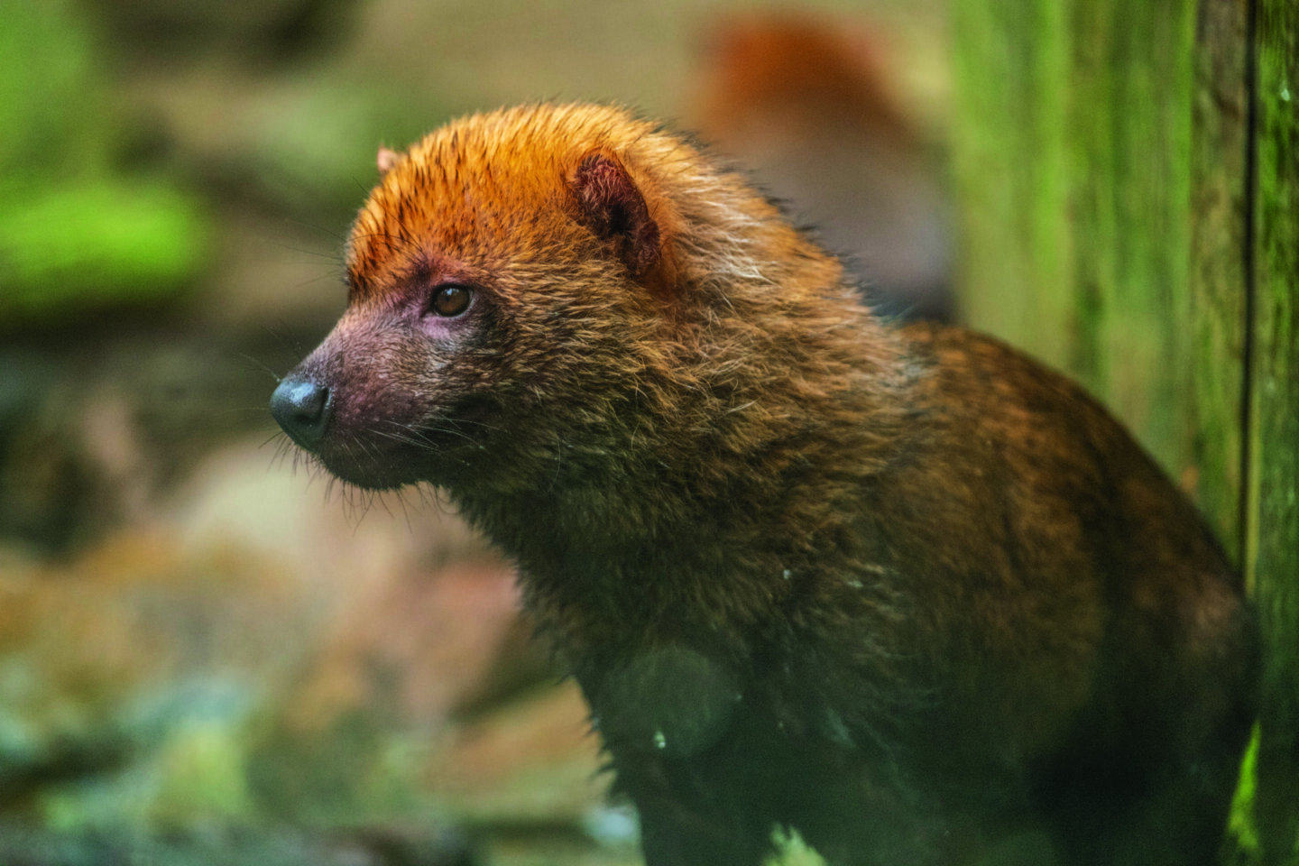 Gros plan d'un chien de brousse brun et mouillé, avec une fourrure rousse sur la tête, debout près d'une bûche verte et moussue, regardant vers la gauche, deux réseaux fermes sur le sol, avec un arrière-plan naturel flou. - Édition Offset 5 (Partenaire de votre communication locale en Vendée)