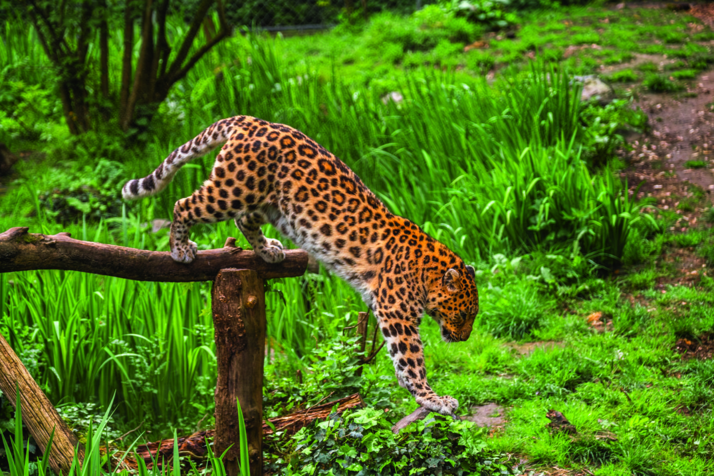 Un léopard au pelage doré et tacheté saute gracieusement d'un rondin de bois à l'herbe verdoyante en contrebas, dans un cadre naturel vibrant, encadré par 2 Mains 4 Cornes pour une touche supplémentaire d'élégance et de style. - Édition Offset 5 (Partenaire de votre communication locale en Vendée)
